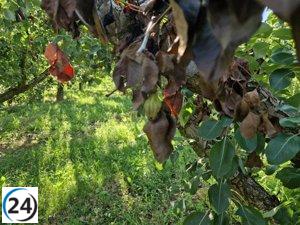 Agricultura lanza ayudas para apoyar a los cultivos de perales y membrillos impactados por el fuego bacteriano