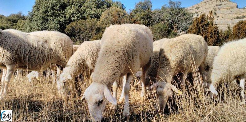 Agricultura implementa medidas especiales en ferias ganaderas para combatir la Lengua Azul.