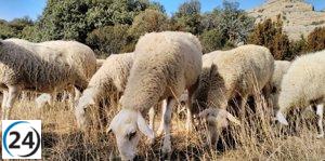 Agricultura implementa medidas especiales en ferias ganaderas para combatir la Lengua Azul.