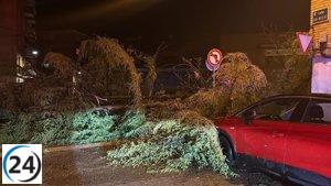 Tormenta devastadora causa daños severos en Binéfar: árboles caídos y locales inundados.