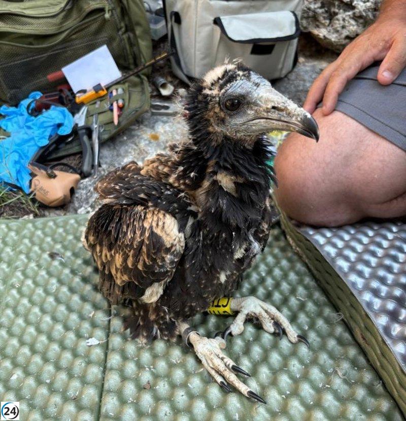 Pollos de alimoche con GPS en Aragón comienzan su viaje migratorio a África.