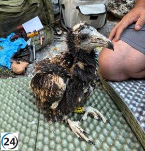 Pollos de alimoche con GPS en Aragón comienzan su viaje migratorio a África.