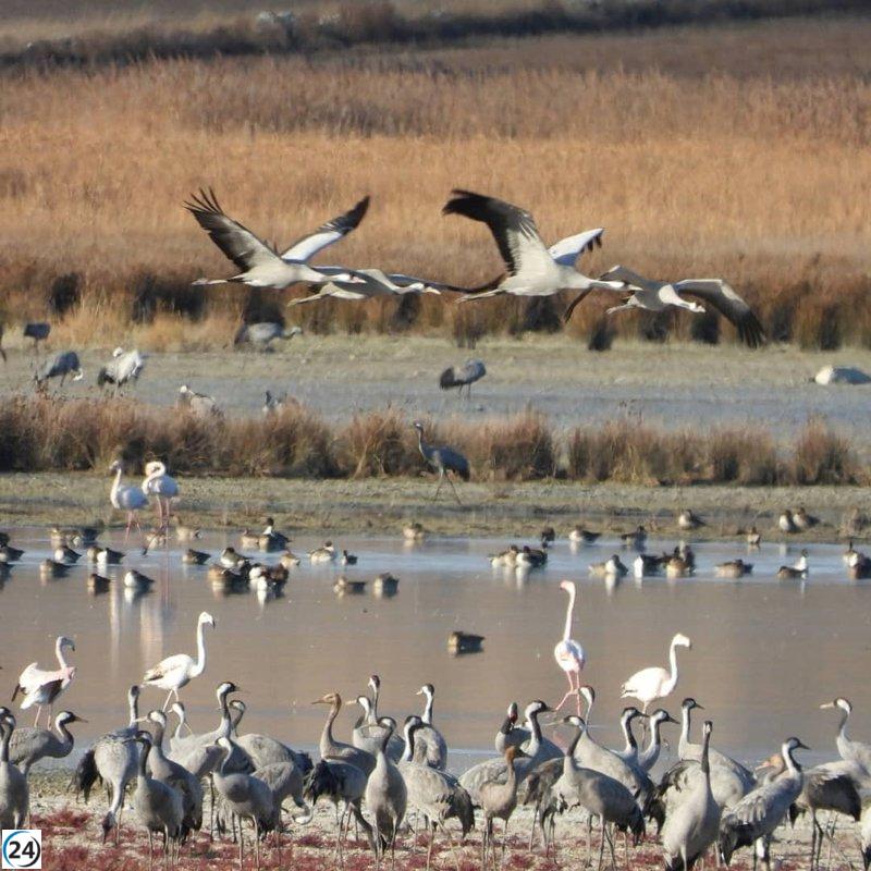Gallocanta da la bienvenida a las primeras grullas: un asombroso espectáculo en Aragón.