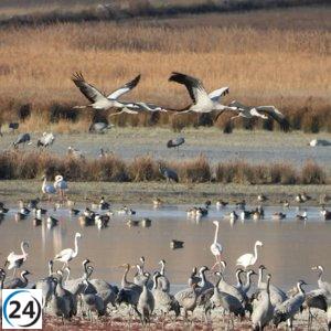 Gallocanta da la bienvenida a las primeras grullas: un asombroso espectáculo en Aragón.