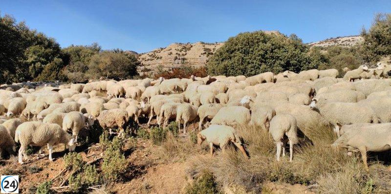 Detectan brote de Lengua Azul en una granja de ovejas en Teruel.