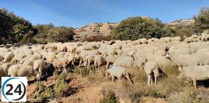 Detectan brote de Lengua Azul en una granja de ovejas en Teruel.