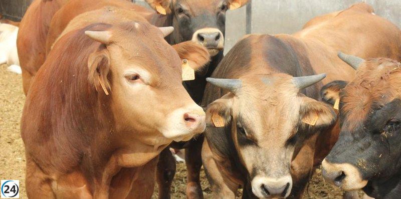 Agricultura confirma la inexistencia de un nuevo caso de Dermatosis Nodular Contagiosa en Camporrells.