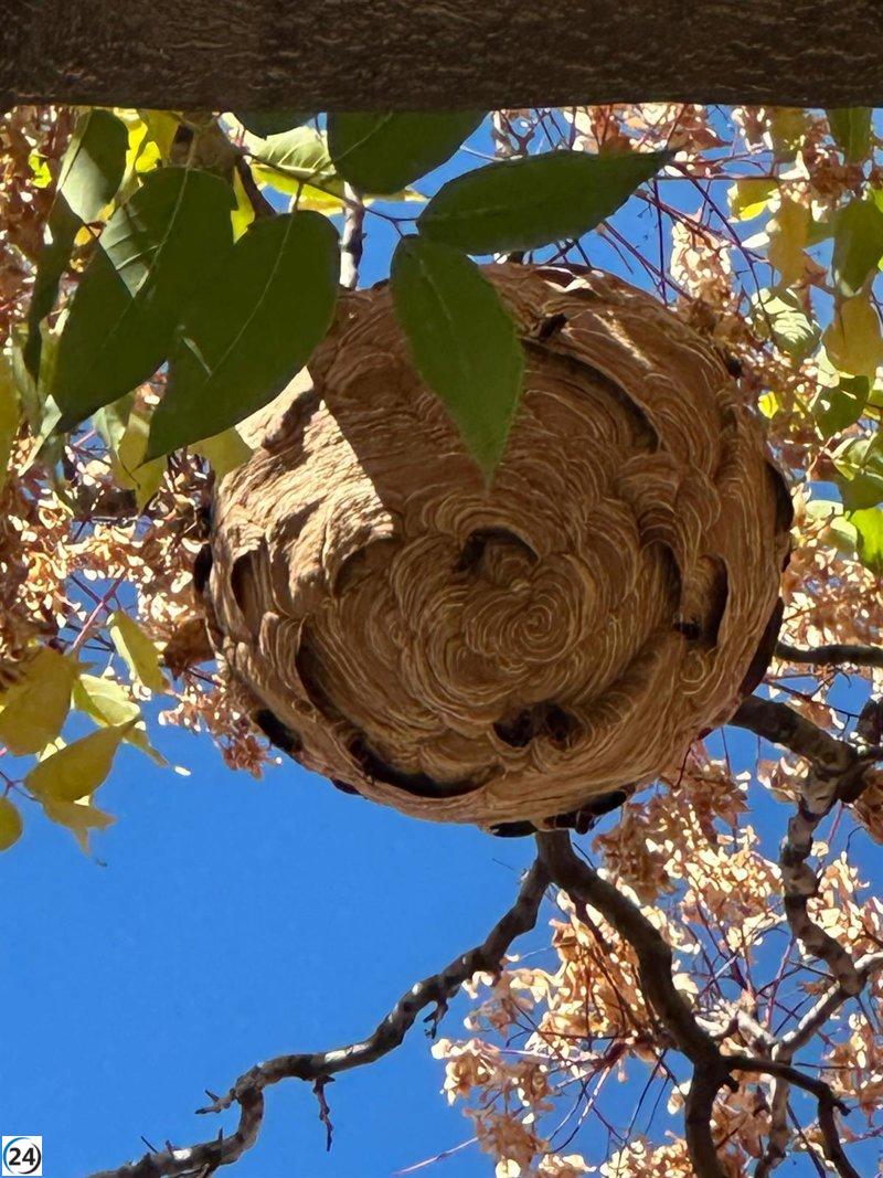 Los bomberos de Zaragoza desmantelarán un nido de avispa asiática de un árbol esta noche.