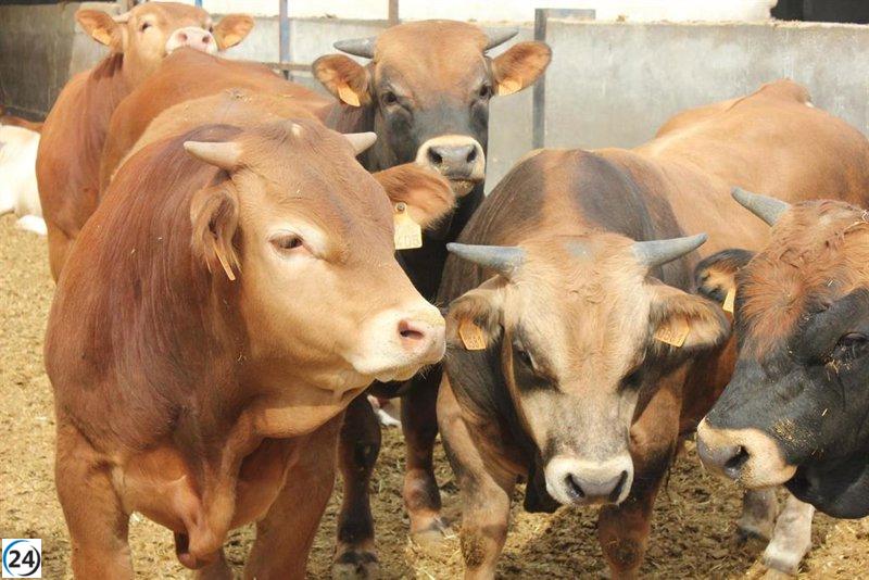 Aragón asegurará 80.000 vacunas para salvaguardar su ganado bovino de la dermatosis nodular contagiosa.