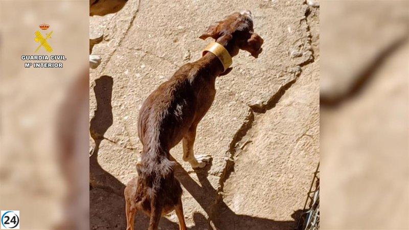 Descubren 14 perros desnutridos en la perrera de un vecino del Somontano, quien es investigado por maltrato animal.