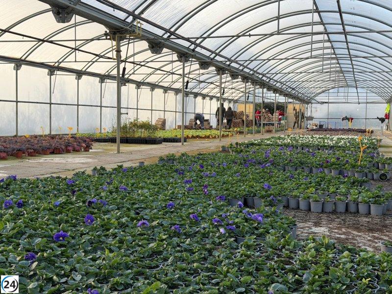 La Diputación de Huesca inicia la distribución de flores otoñales a 50 municipios.