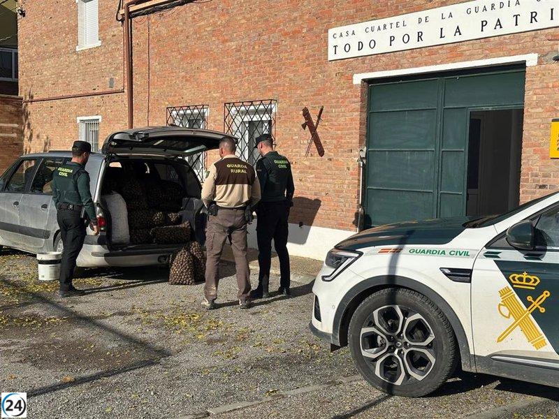 Cinco arrestados por robar 340 kilos de nueces en una propiedad de Bajo Cinca, valoradas en 2.380 euros.