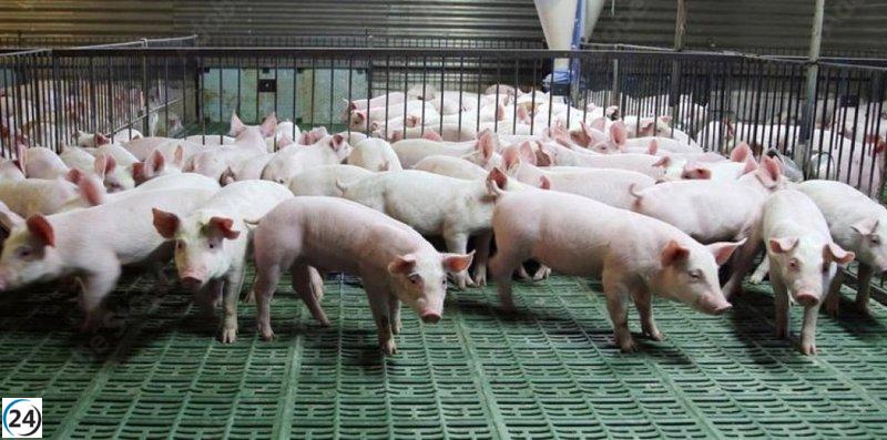 Agricultura aplaude fallo del TS que apoya su rechazo a la expansión forzada del espacio para cerdos.