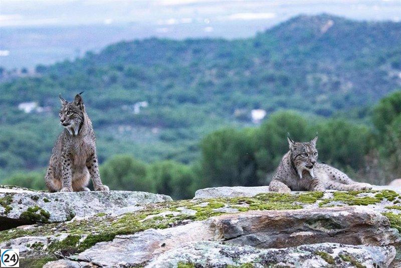 Aragón volverá a liberar lince ibérico en la cuenca del río Huerva.
