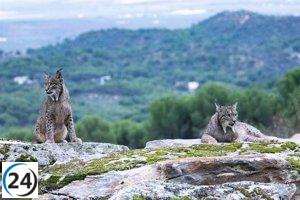 Aragón volverá a liberar lince ibérico en la cuenca del río Huerva.