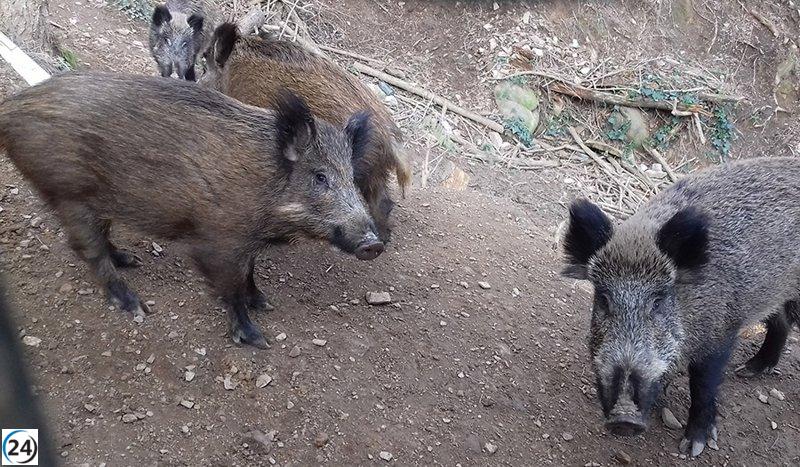 ASAJA Aragón alerta sobre el riesgo de peste porcina y demanda un mejor control de la fauna salvaje.