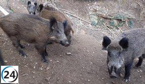 ASAJA Aragón alerta sobre el riesgo de peste porcina y demanda un mejor control de la fauna salvaje.