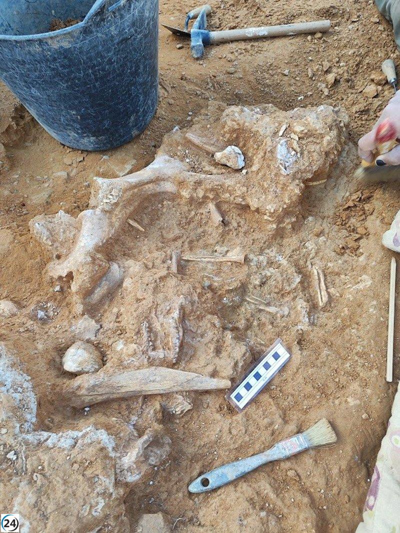 Fundación Dinópolis descubre fósiles de gacelas, caballos, ciervos y rinocerontes de hace dos millones de años en La Puebla de Valverde.