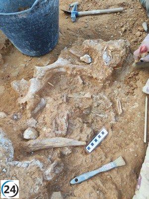 Fundación Dinópolis descubre fósiles de gacelas, caballos, ciervos y rinocerontes de hace dos millones de años en La Puebla de Valverde.