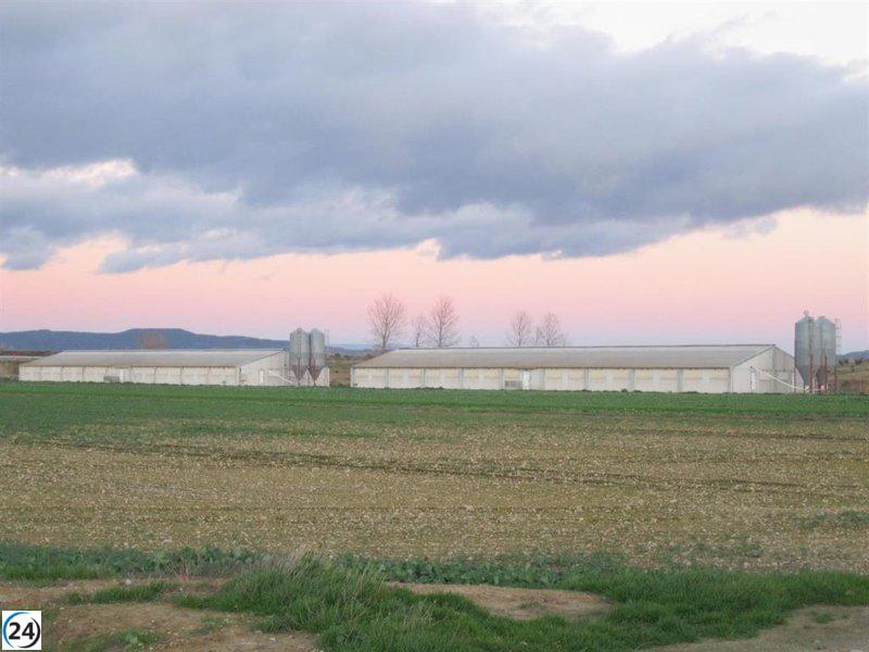 Gobierno de Aragón exige a Planas y Aagesen reunión urgente sobre la Peste Porcina Africana.