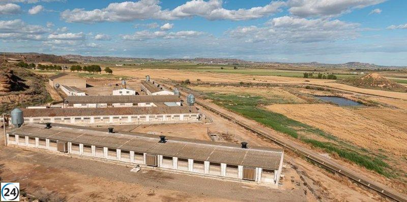 Aragón exige a Agricultura mejorar diálogos internacionales en defensa del sector porcino.