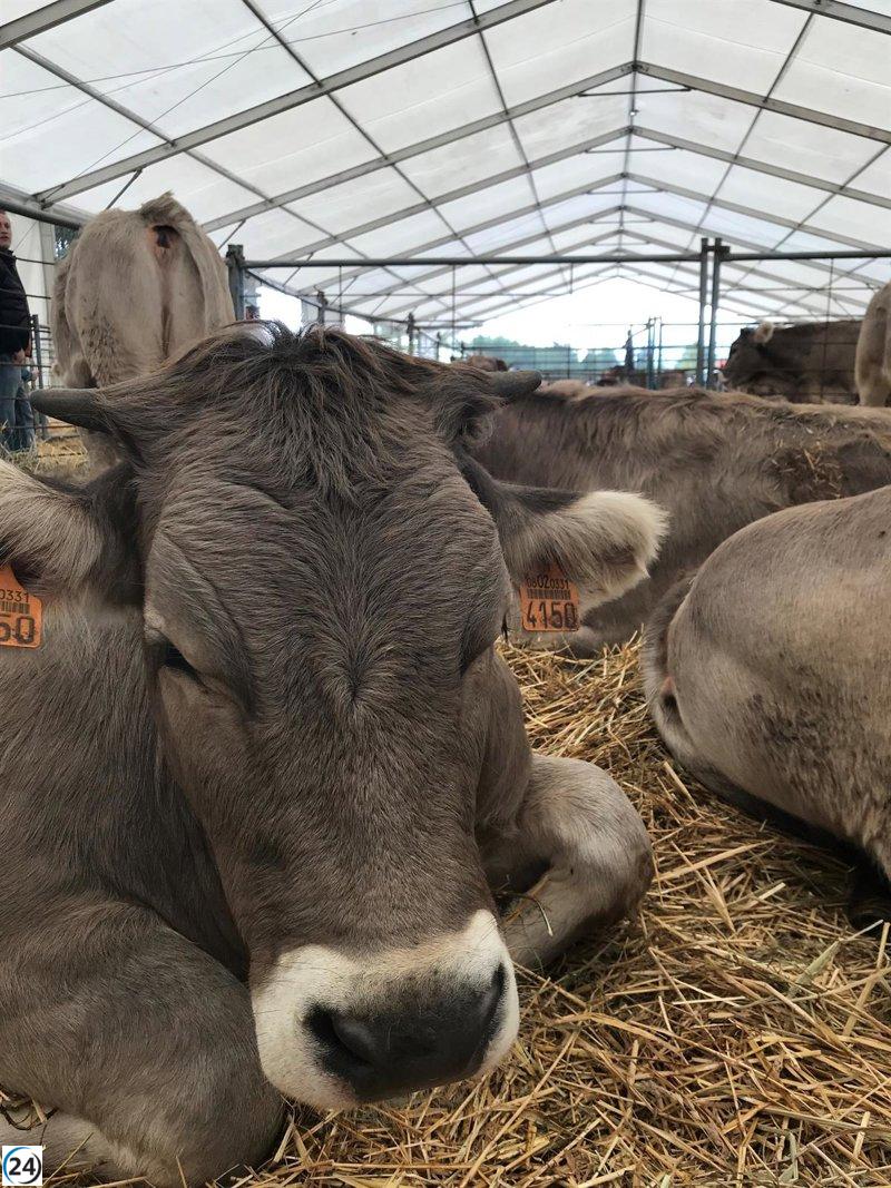 Aragón solicita permiso a la UE para inmunizar 30,000 vacas por brotes de Dermatosis Nodular en Francia.