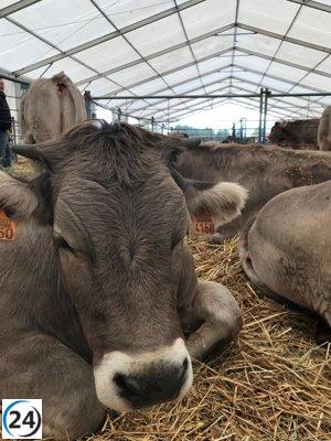 Aragón solicita permiso a la UE para inmunizar 30,000 vacas por brotes de Dermatosis Nodular en Francia.