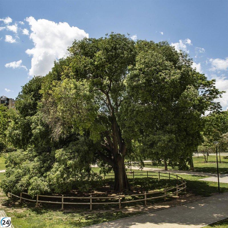 El almez de Zaragoza se corona como tercer lugar en el concurso 'Árbol del Año 2026'.