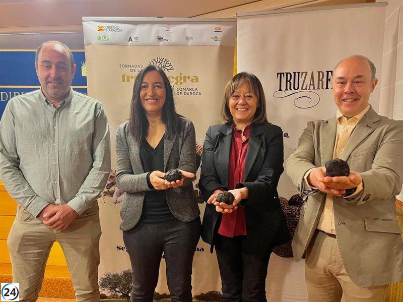 Campo de Daroca organiza la primera subasta online de trufa negra en Aragón.