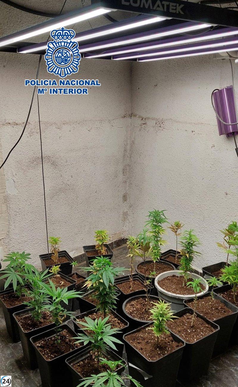 Dos individuos arrestados por tráfico de marihuana en Zaragoza, en el barrio de Oliver.