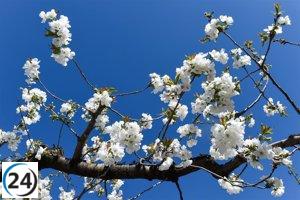 El Museo de Zaragoza celebra la festividad japonesa de 