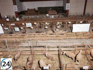 Ayuntamientos pueden pedir subvención para gastos de ferias a la DPT.