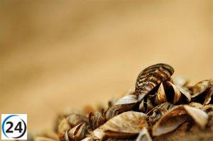 La CHE lanza campaña de control del mejillón cebra en 41 embalses de la cuenca del Ebro.