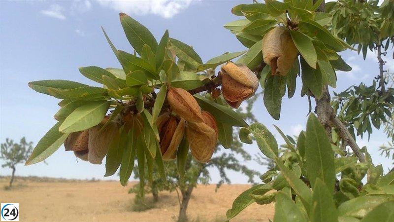 Desplome en la recolección de almendra: hasta 50% menos de lo previsto, según la UAGA.