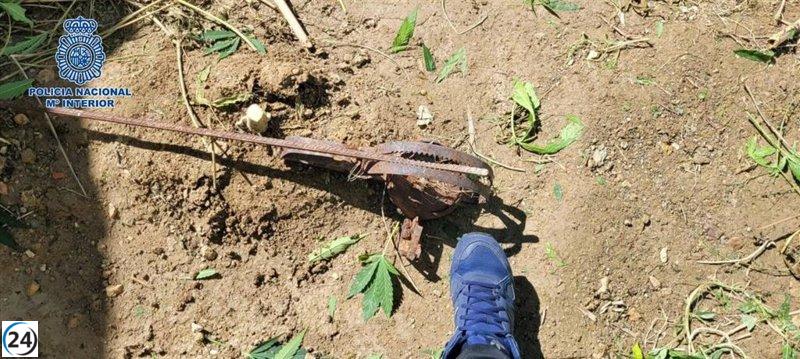 Detenido el culpable de un cultivo de cannabis en una granja de Calatayud