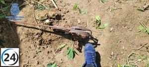 Detenido el culpable de un cultivo de cannabis en una granja de Calatayud