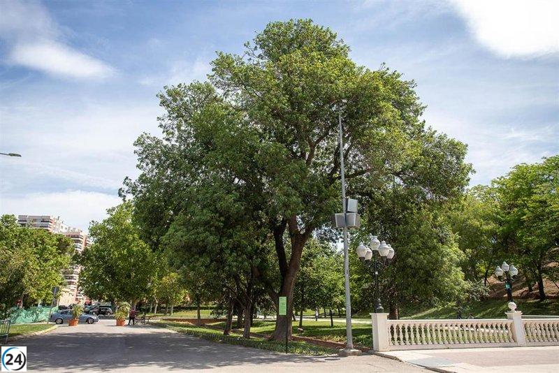 Expertos conservadores analizan en Zaragoza la gestión del patrimonio arbóreo urbano.