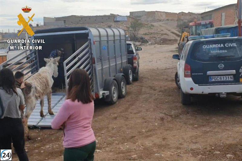 El SEPRONA rescata un burro en Belchite (Zaragoza) en condiciones sanitarias lamentables.
