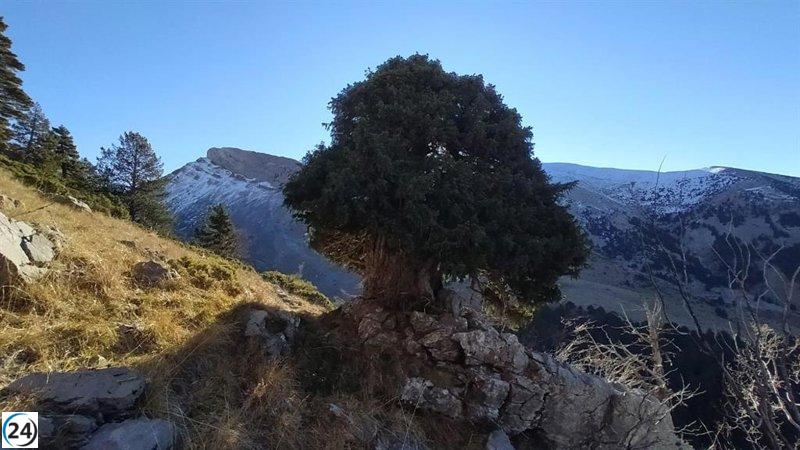 El 'Tejo de la Foya de la Espata' en Villanúa (Huesca) es reconocido como un ejemplar único en Aragón.