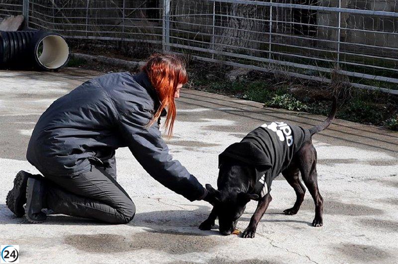 DPZ impulsa la adopción de perros en Movera, Zaragoza
