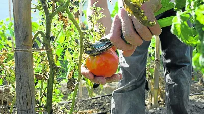 Agricultores aragoneses apuestan por la agricultura ecológica frente a los productos transgénicos