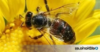 ¿Qué futuro le espera a las abejas en Aragón?