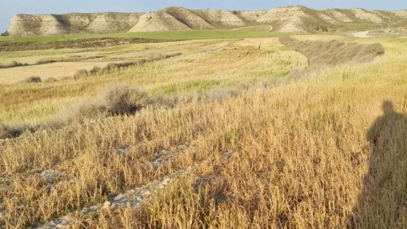La sequía sigue golpeando campos y bosques en Aragón