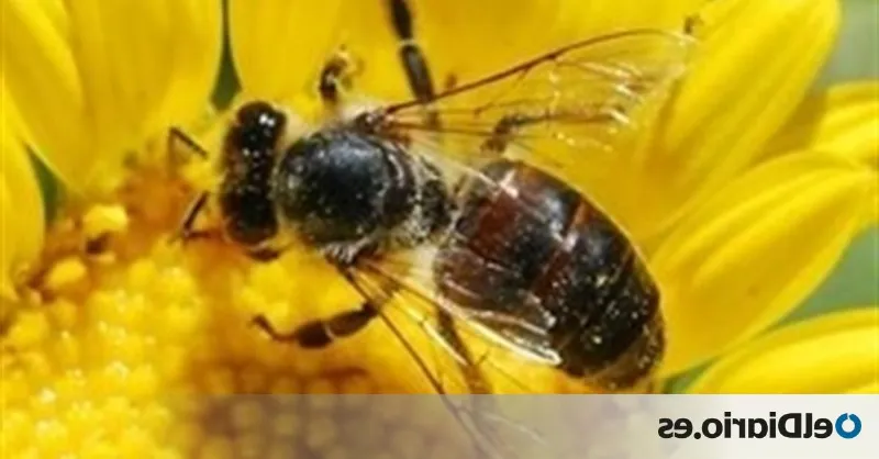¿Qué futuro le espera a las abejas en Aragón?