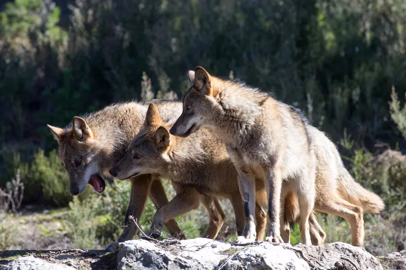La caza sostenible en Aragón, una apuesta por la conservación del medio ambiente